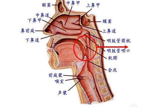 鼻音重